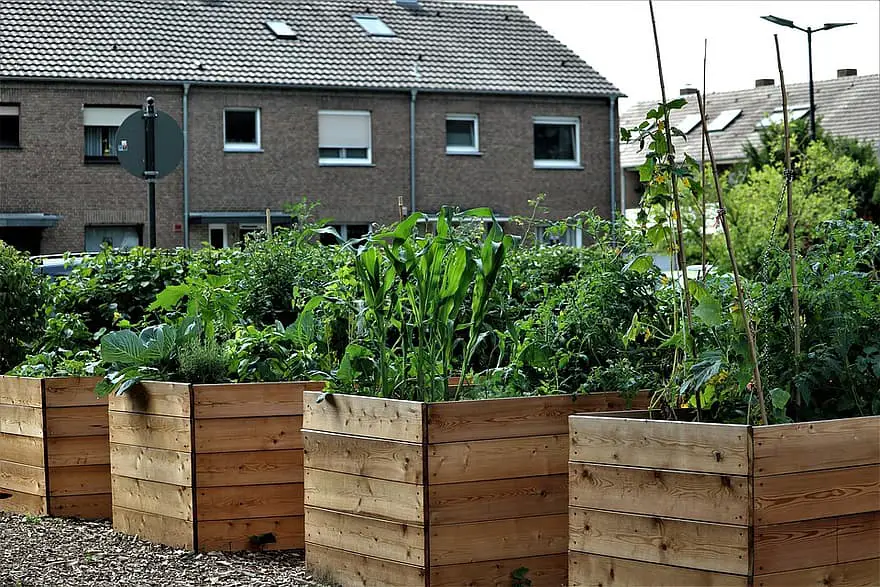 garden vegetables cultivation raised bed bed food fresh nutrition harvest