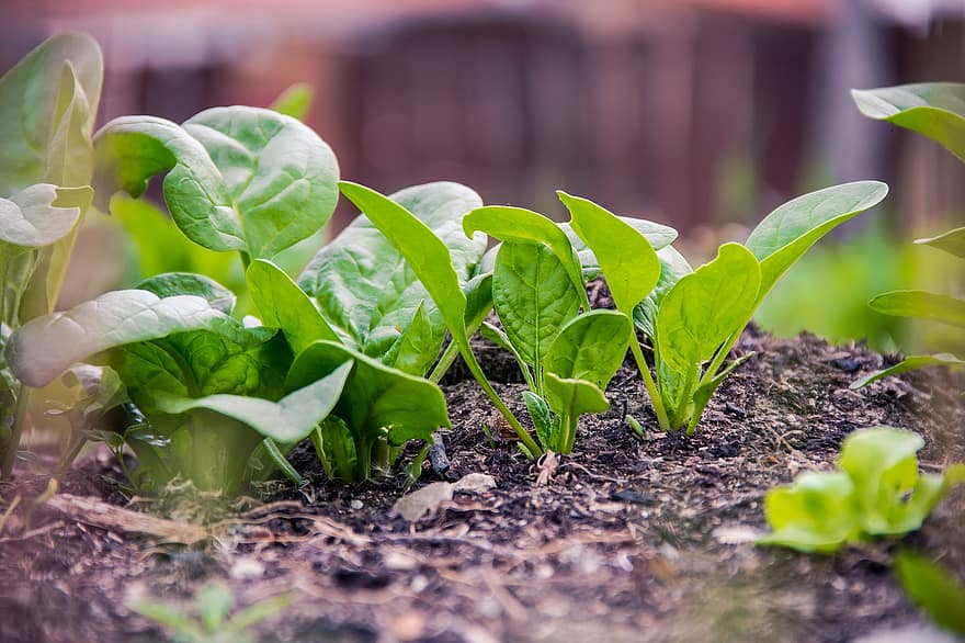 green plan food vegan spinach planning eco natural nature green plan food vegan spinach planning eco natural nature
