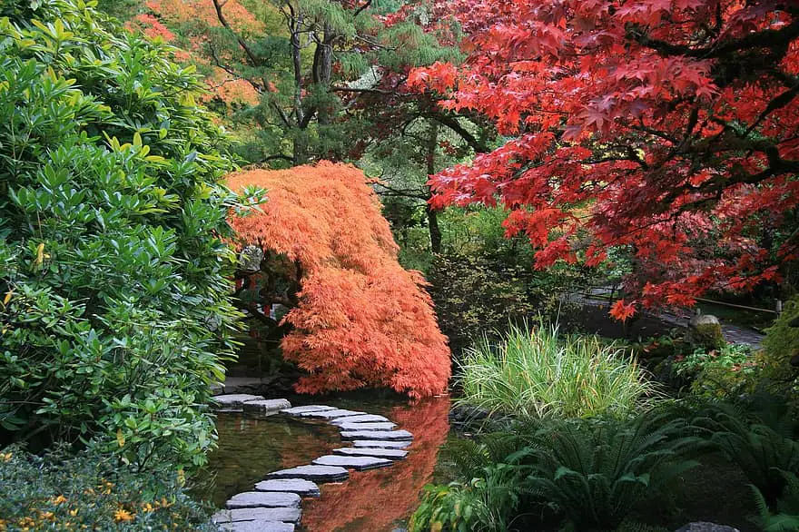 japanese garden path trees nature