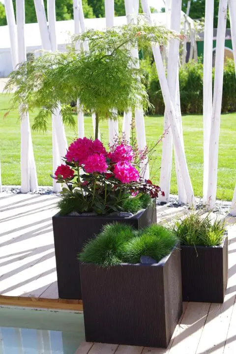 Japanese maple terrace planters. japanese maple terrace planters. 