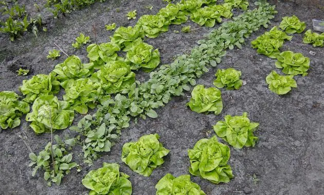 kitchen garden vegetable lettuce radish