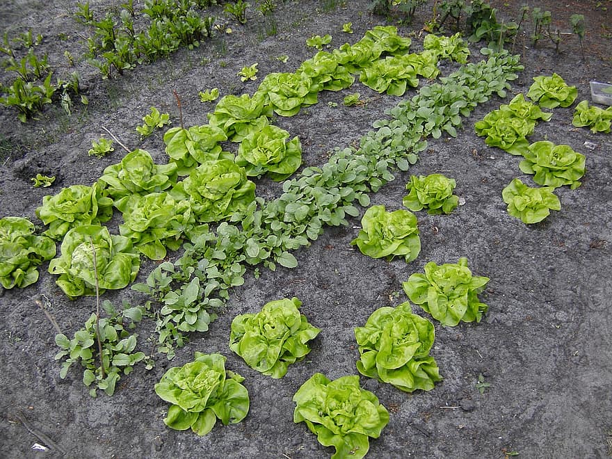kitchen garden vegetable lettuce radish kitchen garden vegetable lettuce radish