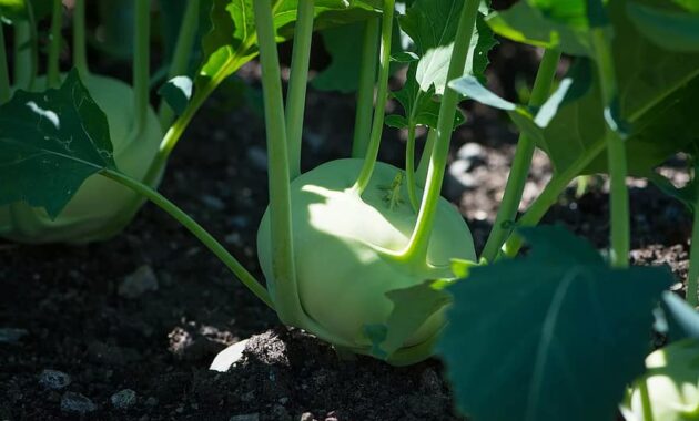 kohlrabi garden in the garden vegetable garden vegetables fresh planted harvest cultivation