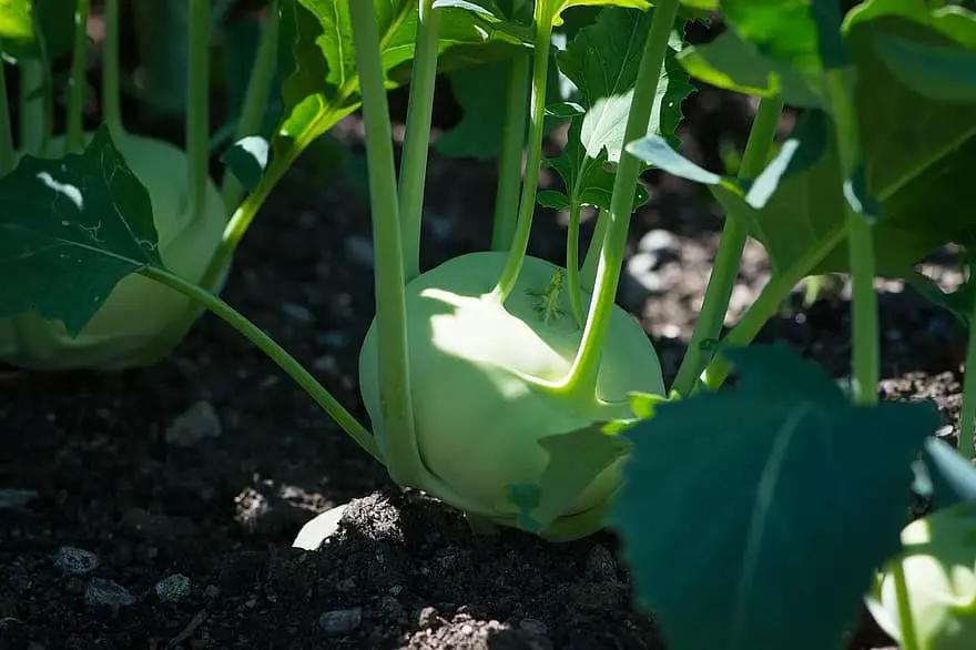 kohlrabi garden in the garden vegetable garden vegetables fresh planted harvest cultivation