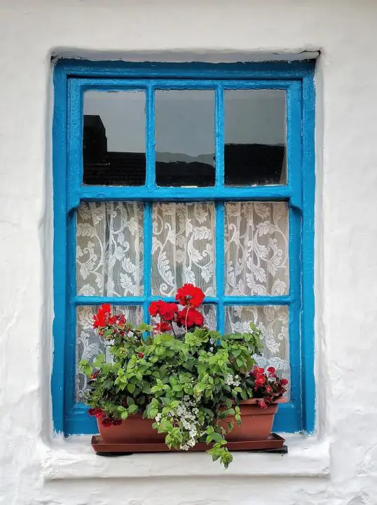 old irish cottage window planter flower decoration geranium ivy