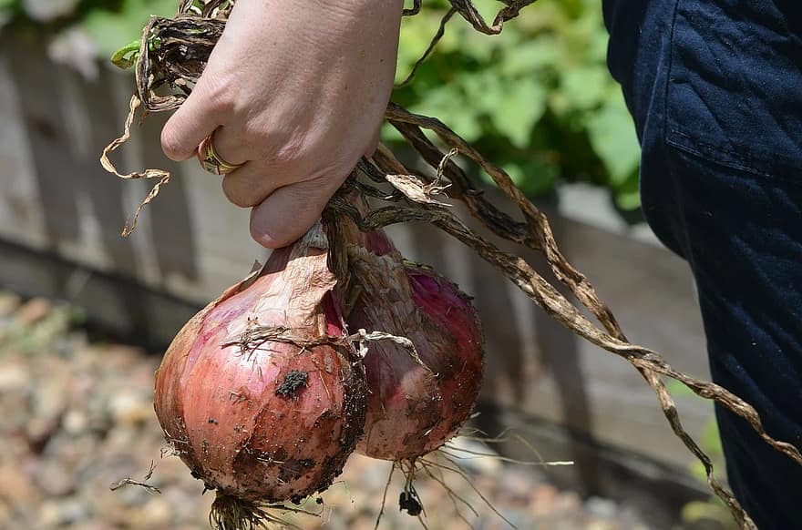 onions cut fresh vegetable veggie garden food hand gardening