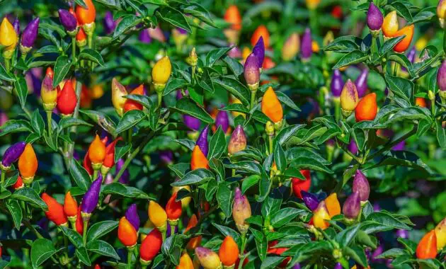 paprika pods colorful fiery sharp vegetables food pepper crop healthy