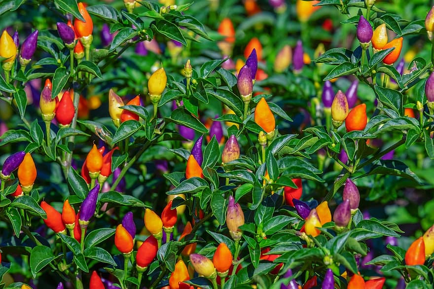 paprika pods colorful fiery sharp vegetables food pepper crop healthy paprika pods colorful fiery sharp vegetables food pepper crop healthy