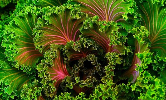 plant mangel kale food healthy vegetable fresh nutrition chard
