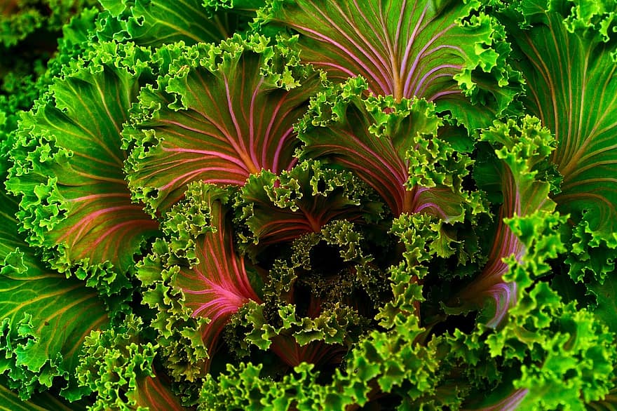 plant mangel kale food healthy vegetable fresh nutrition chard plant mangel kale food healthy vegetable fresh nutrition chard