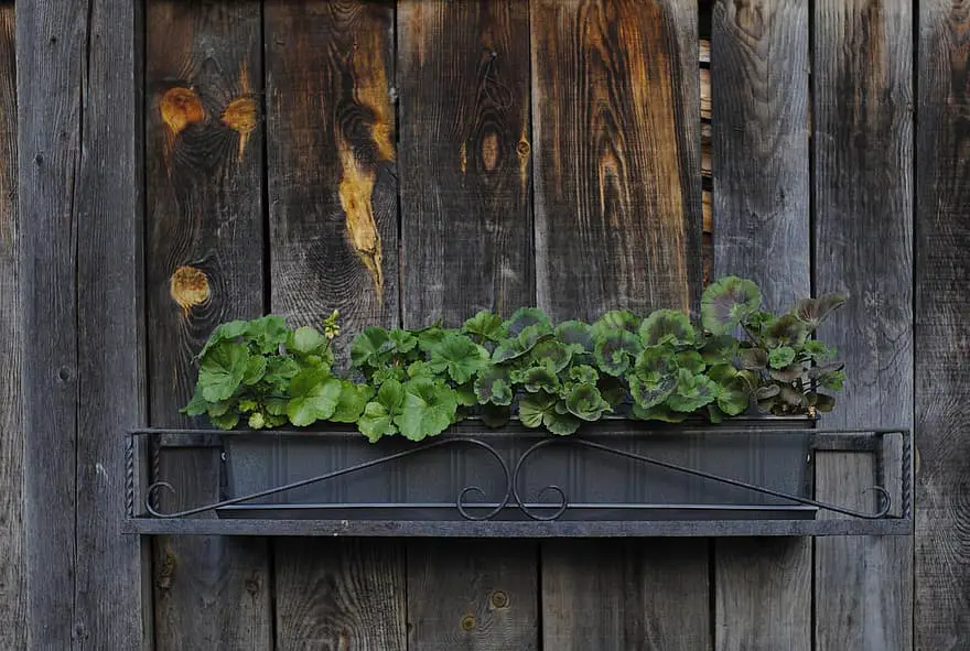 plant planter rustic flower box wooden