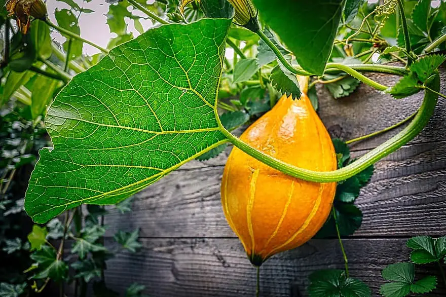 pumpkin garden raised bed halloween autumn leaf nature fresh healthy