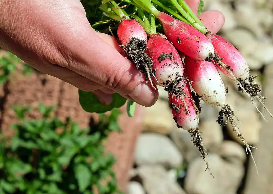 radischen red fresh vegetable garden vegetarian