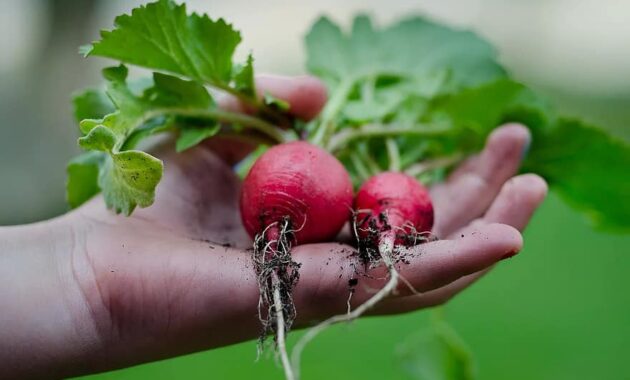 radish hand green kitchen leafs vegetarian healthy recipe gardening