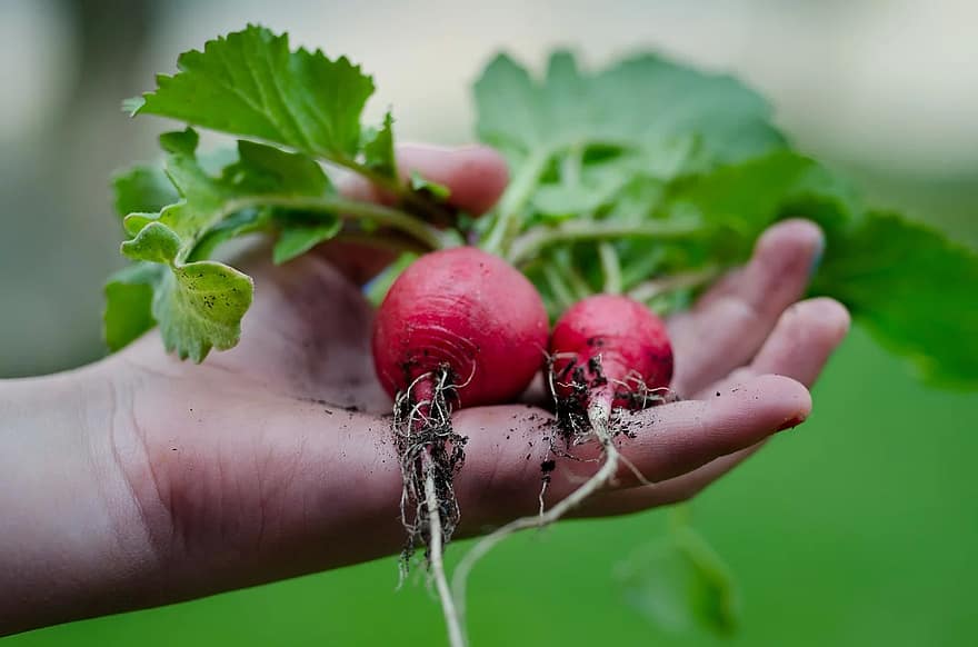 radish hand green kitchen leafs vegetarian healthy recipe gardening radish hand green kitchen leafs vegetarian healthy recipe gardening