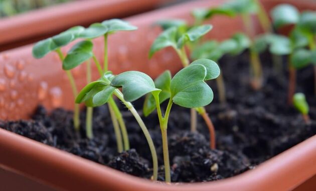 radish sprouts seedling seedlings why vegetable garden radishes sprouts dacha grows