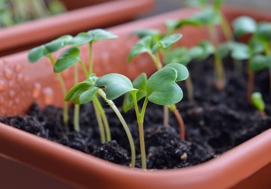 radish sprouts seedling seedlings why vegetable garden radishes sprouts dacha grows radish sprouts seedling seedlings why vegetable garden radishes sprouts dacha grows