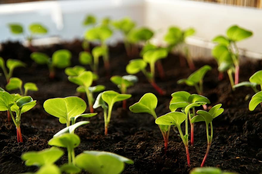 radishes plant scion vegetables cultivation food leaves cress radish cress radishes plant scion vegetables cultivation food leaves cress radish cress