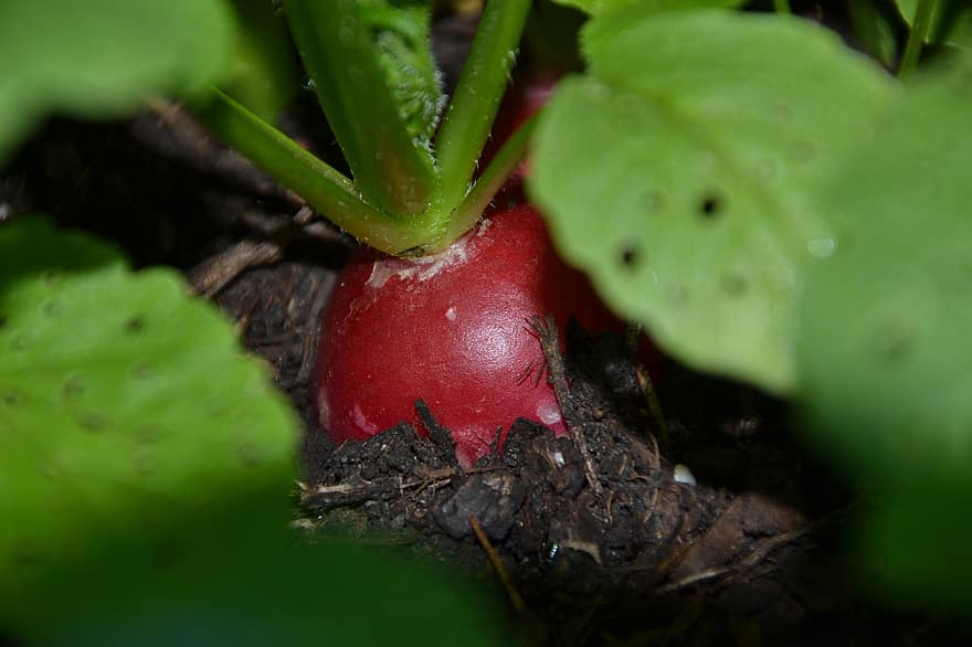 radishes vegetables healthy vitamins fresh red bio garden harvest