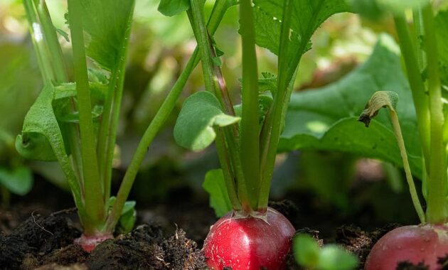 radishes vegetables root red earth grow food eat nutrition