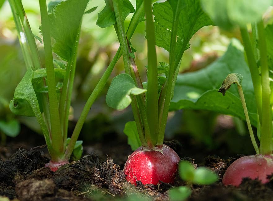 radishes vegetables root red earth grow food eat nutrition radishes vegetables root red earth grow food eat nutrition