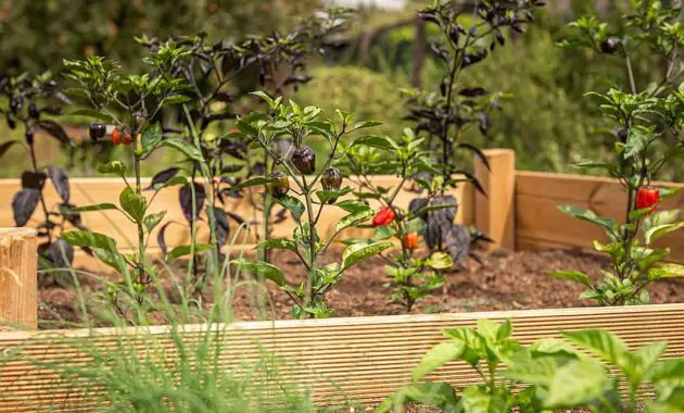 raised bed chili chives garden herbs nature 2