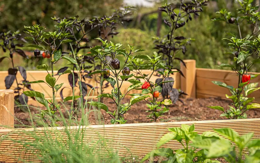 raised bed chili chives garden herbs nature