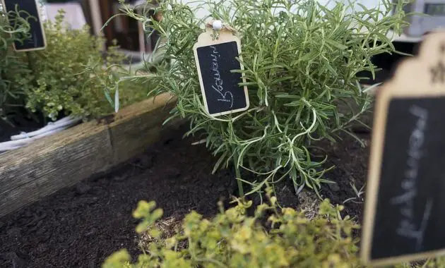 rosemary plant nature leaf growth earth raised bed spice