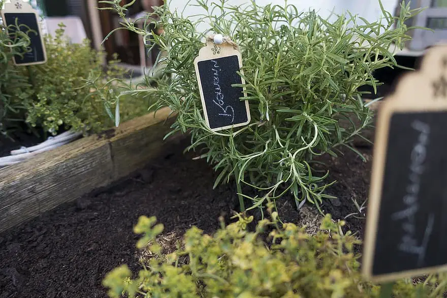 rosemary plant nature leaf growth earth raised bed spice