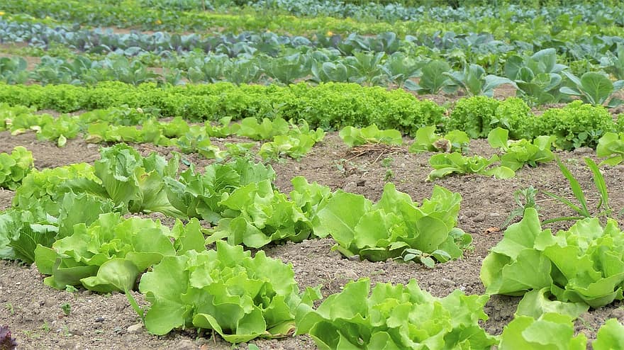 salad herbs vegetables cultivation vegetable growing bio organic farming garden bed 1