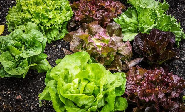 salad salad plant lettuce vegetarian leaf lettuce vegetable garden vegan bio healthy
