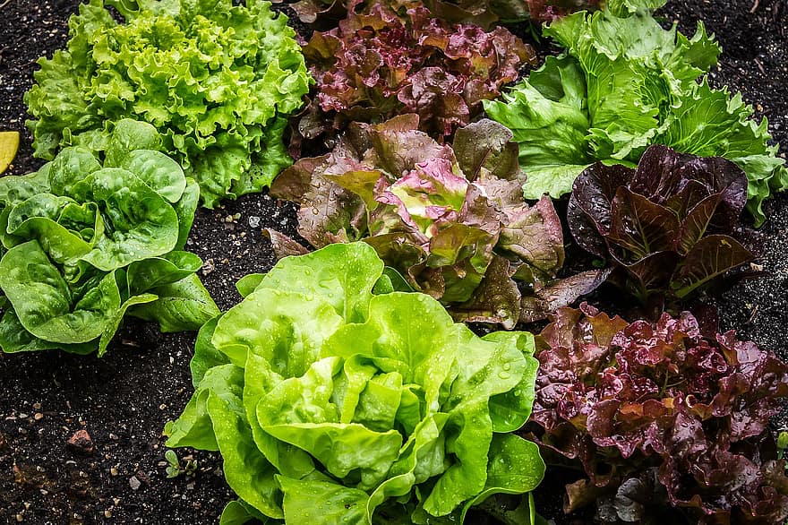 salad salad plant lettuce vegetarian leaf lettuce vegetable garden vegan bio healthy