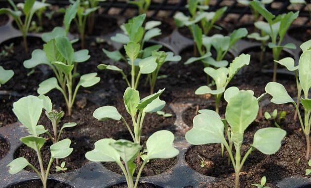 seedling cabbage why plants green from the garden vegetable