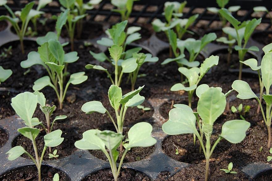 seedling cabbage why plants green from the garden vegetable seedling cabbage why plants green from the garden vegetable