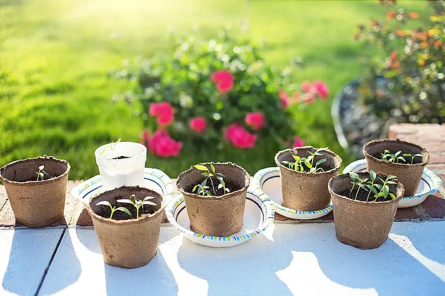 seedlings planting gardening green growing spring sprout organic fresh