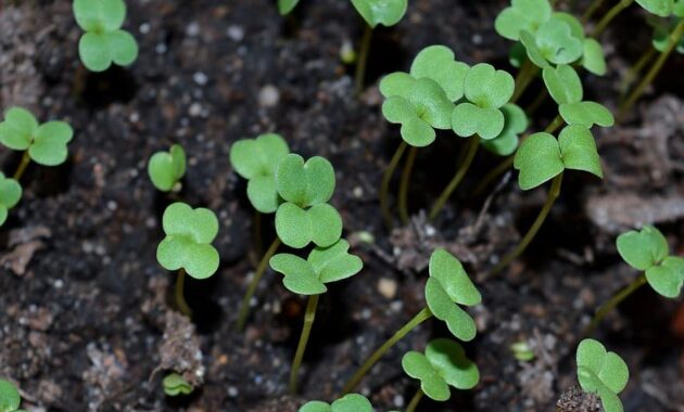 sprouts seedling mikrozelen seedlings why dacha vegetable garden land radishes