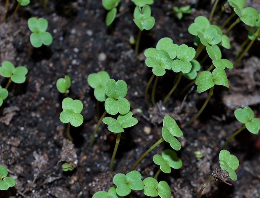 sprouts seedling mikrozelen seedlings why dacha vegetable garden land radishes sprouts seedling mikrozelen seedlings why dacha vegetable garden land radishes