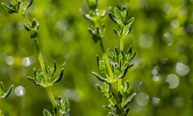 thymes herb seasoning food plant leaf herbal natural medicine