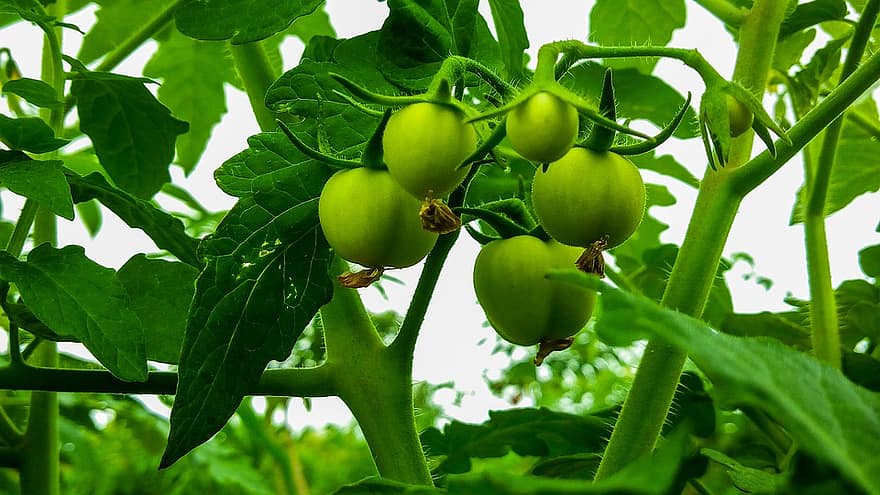 tomato farming tree leaves tomato farming tree leaves