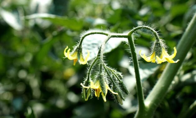 tomato tree tree green flower nature bangladeshi km nazrul islam