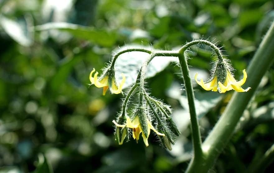 tomato tree tree green flower nature bangladeshi km nazrul islam tomato tree tree green flower nature bangladeshi km nazrul islam