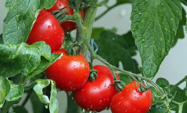 tomatoes bio balcony rain vegetables eat red healthy delicious