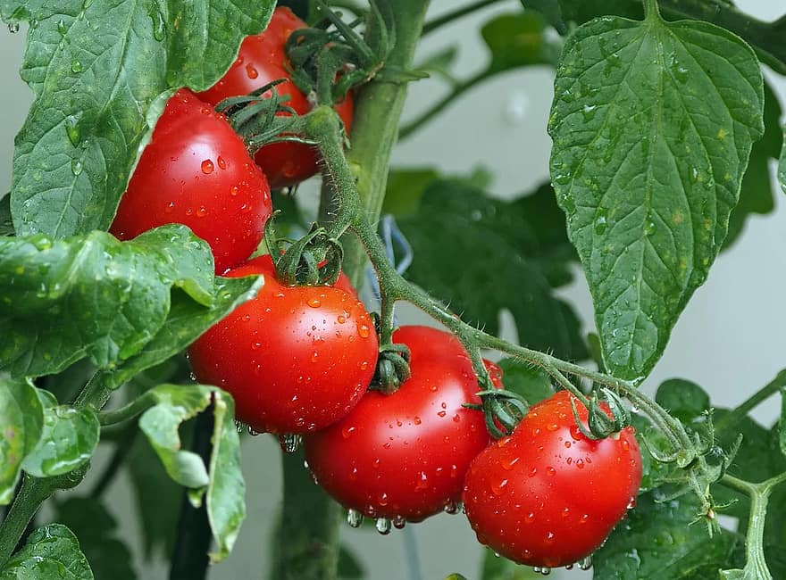 tomatoes bio balcony rain vegetables eat red healthy delicious tomatoes bio balcony rain vegetables eat red healthy delicious