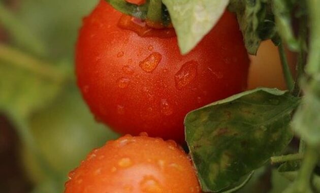 tomatoes food vegetable fresh organic tree leaves leaf fruit