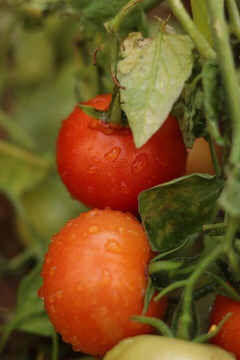 tomatoes food vegetable fresh organic tree leaves leaf fruit tomatoes food vegetable fresh organic tree leaves leaf fruit