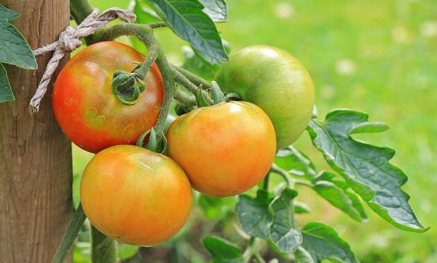 tomatoes vegetables nachtschattengewachs food crop garden food red green healthy