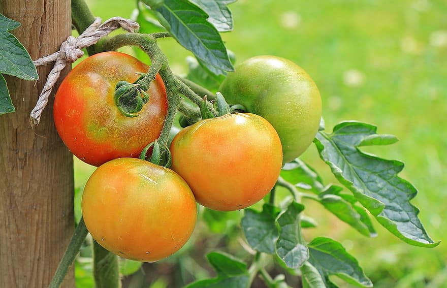 tomatoes vegetables nachtschattengewachs food crop garden food red green healthy tomatoes vegetables nachtschattengewachs food crop garden food red green healthy