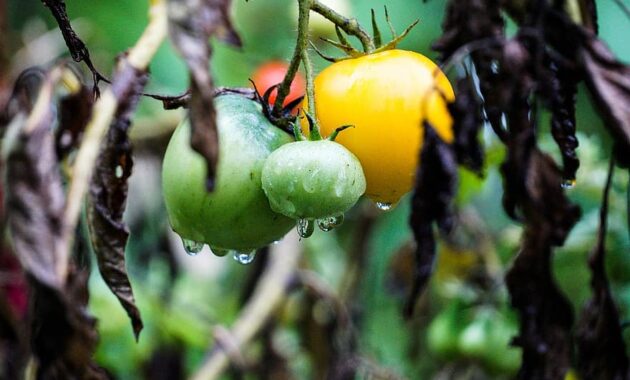 tomatoes vegetables tree branches organic healthy food garden rain