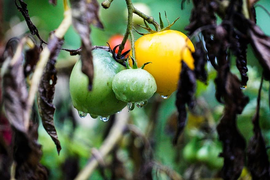 tomatoes vegetables tree branches organic healthy food garden rain tomatoes vegetables tree branches organic healthy food garden rain