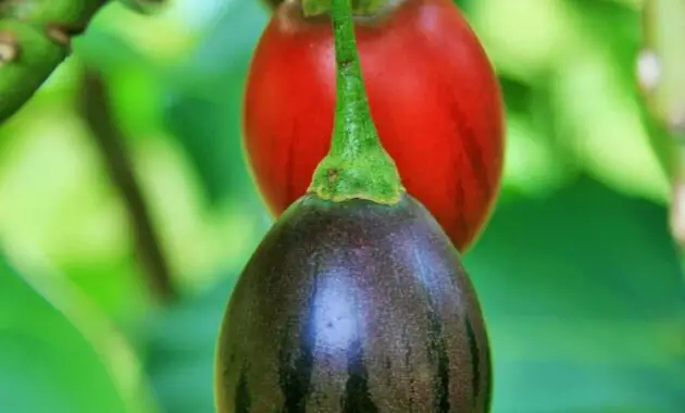 tree tomato green fruit juicy food ripe healthy fresh diet